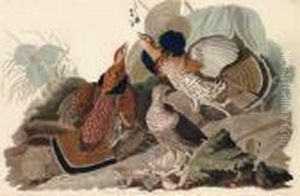 Ruffed Grouse by John James Audubon