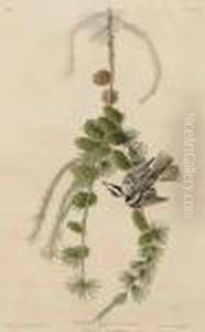 Black & White Creeper Black & White Creeper