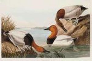 Canvas Backed Duck by John James Audubon