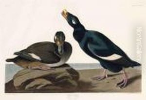 Velvet Duck