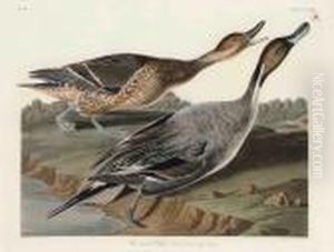 Pin Tailed Duck
Anus Acuta by John James Audubon