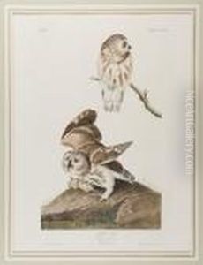 Little Owl by John James Audubon