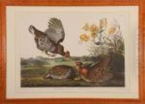 Pinneated Grouse
