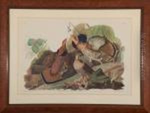 Ruffed Grouse by John James Audubon