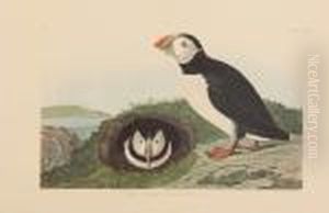 Puffin by John James Audubon