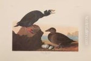 Both Amsterdam Edition by John James Audubon