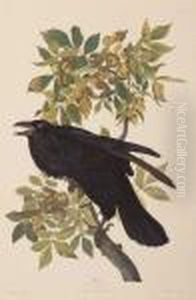 Raven by John James Audubon