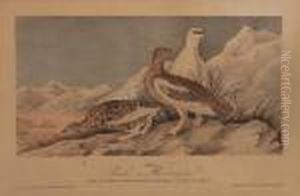 Rock Ptarmigan by John James Audubon