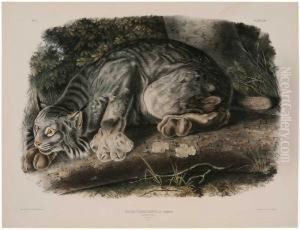 New York Lynx Canadensis...canada Lynx by John James Audubon