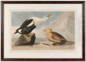 The Birds Of America by John James Audubon