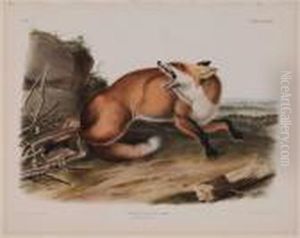 Vulpes Fulvs...american Red-fox