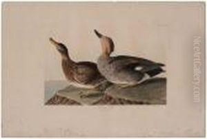 The Birds Of America by John James Audubon