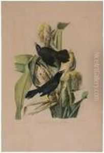 The Birds Of America by John James Audubon