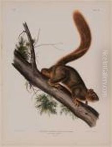 Sciurus Rubricandatus...red-tailed Squirrel Sciurus Rubricandatus...red-tailed Squirrel