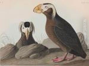 Tufted Auk by John James Audubon