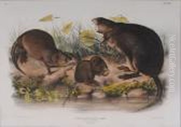 Muskrat,
Musquash - view 1