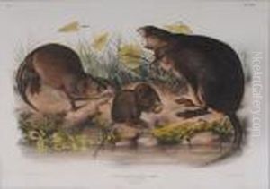 Muskrat,
Musquash by John James Audubon