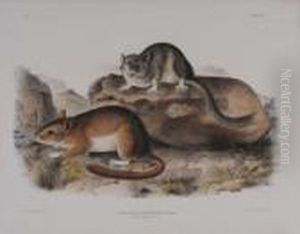 Florida Rat &amp; 
Rocky Mtn. Neotoma