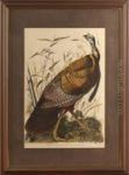 Wild Turkey,
Male - view 1