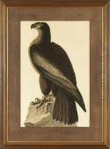The Bird Of Washington Orgreat American Sea Eagle