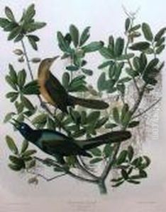 "boat-tailed Grackle" "boat-tailed Grackle"