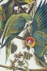 Carolina Parrot. by John James Audubon