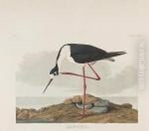 Long-legged Avocet