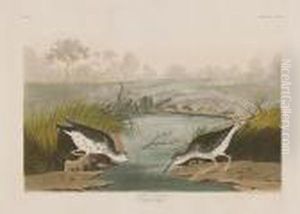 Spotted Sandpiper by John James Audubon