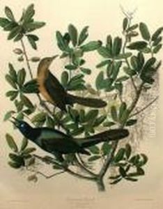 Tailed Grackle by John James Audubon
