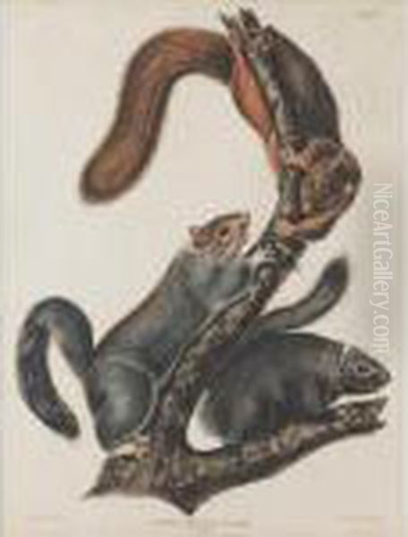 "cat Squirrel," - view 1