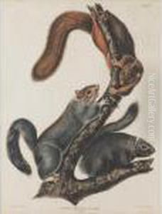 "cat Squirrel," by John James Audubon