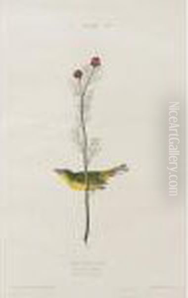 Selby's Fly Catcher - view 1