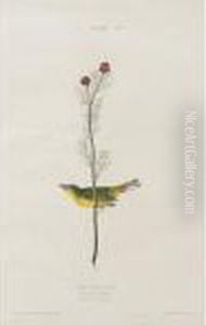 Selby's Fly Catcher by John James Audubon
