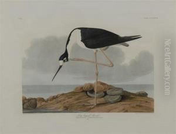 Long Legged Avocet - view 1