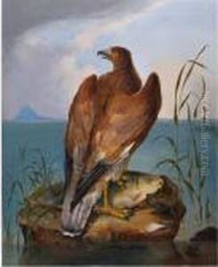 Bird Of Prey With Carp by John James Audubon