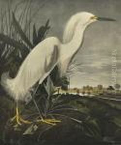 Snowy Heron Or White Egret