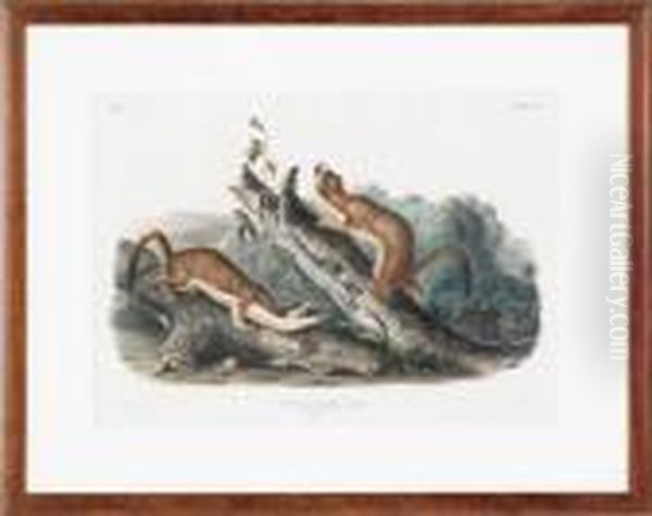 Bridled Weasel - view 1