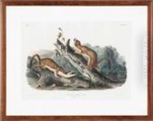 Bridled Weasel by John James Audubon