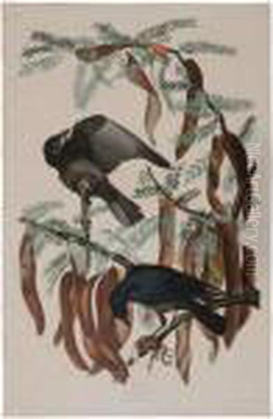 Fish Crow - view 1
