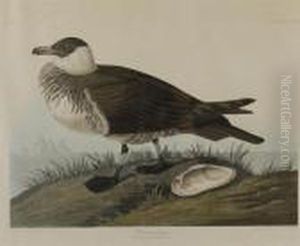 Pomarine Jager by John James Audubon