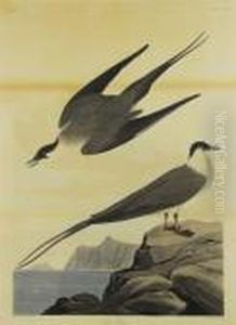 Artic Yager by John James Audubon
