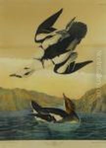 Smew Or White Nun