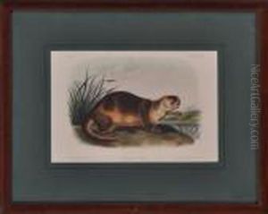 Canada Otter by John James Audubon