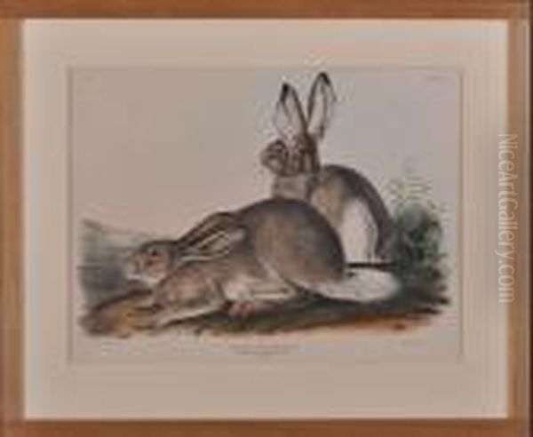 Lepus Townsendii - view 1