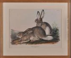Lepus Townsendii by John James Audubon