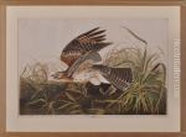Winter Hawk - view 1