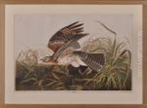 Winter Hawk by John James Audubon