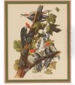 Pileated Woodpecker by John James Audubon
