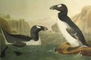 Great Auk Great Auk