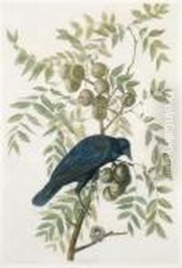 American Crow by John James Audubon